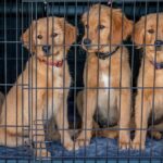 dogs for adoption