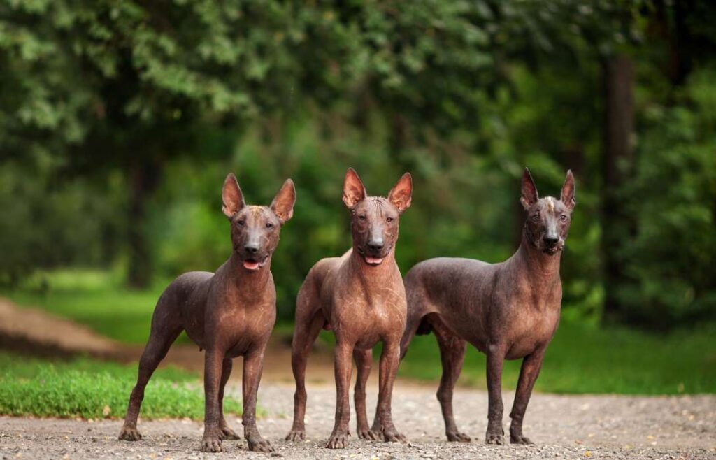 Is Xoloitzcuintli a Family-Friendly Dog Breed