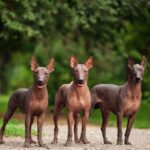 Is Xoloitzcuintli a Family-Friendly Dog Breed