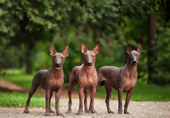Is Xoloitzcuintli a Family-Friendly Dog Breed