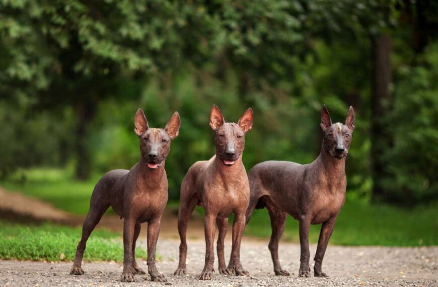 Is Xoloitzcuintli a Family-Friendly Dog Breed?
