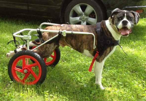 Best Friend Mobility Dog Wheelchair Review
