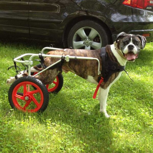 Best Friend Mobility Dog Wheelchair Review