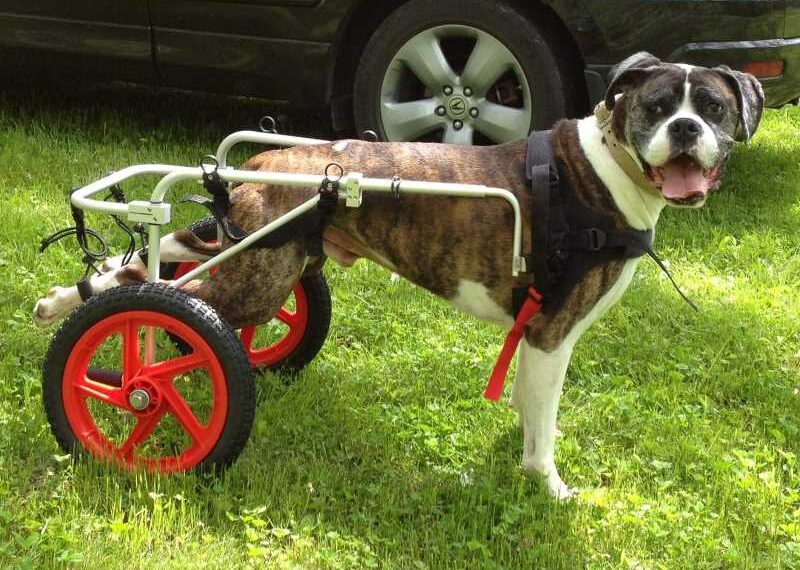 Best Friend Mobility Dog Wheelchair Review