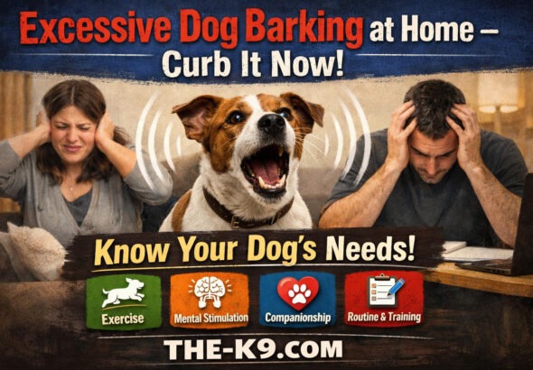 Excessive Dog Barking at Home – Curb It Now! info graphic