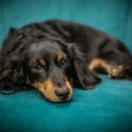Dachshund dog Spinal Issues in Dachshunds