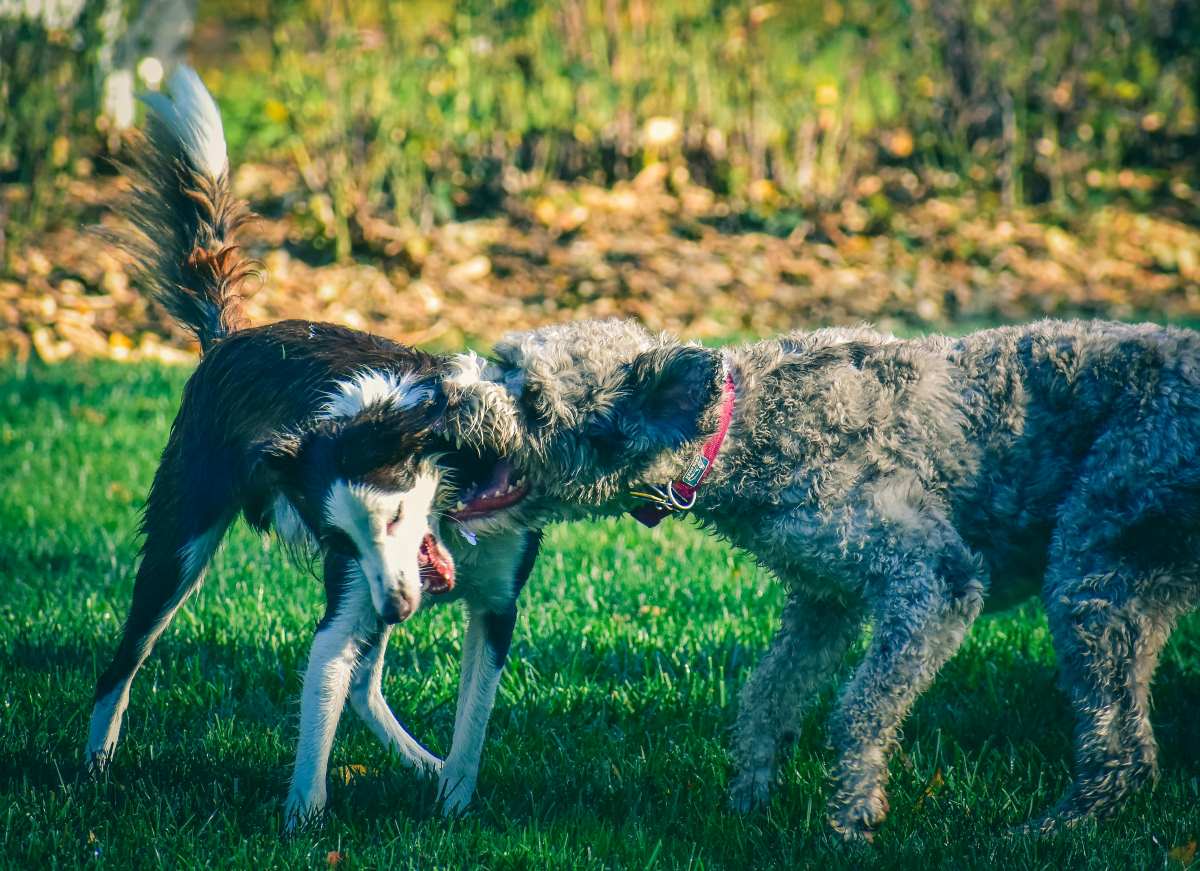Learn to Calm Dog-on-Dog Aggression