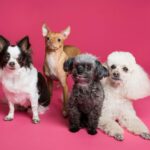 toy breed dogs