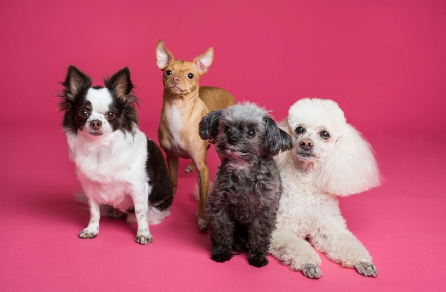 Patellar Luxation in Toy Breeds Explained