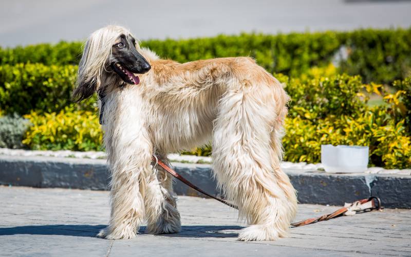 Afghan Hound Top 50 Most Popular Dog Breeds