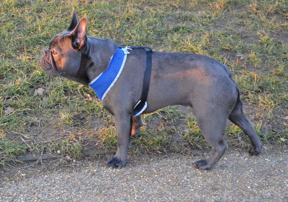 Blue French Bulldog French Bulldog Colors