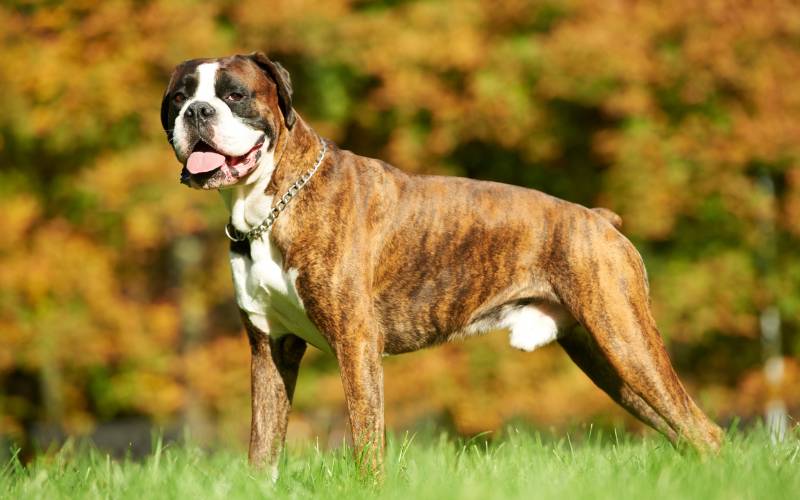 Boxer dog Top 50 Most Popular Dog Breeds