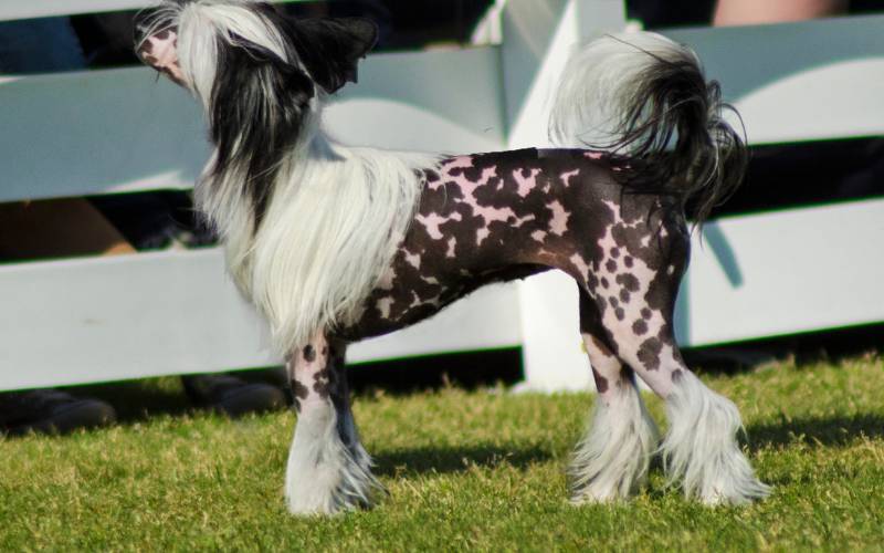 Chinese Crested Top 50 Most Popular Dog Breeds