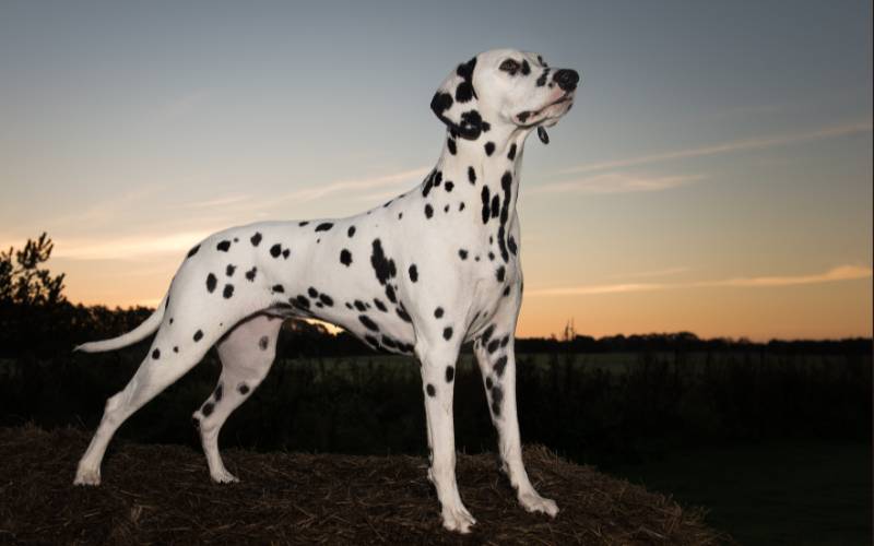 Dalmatian Top 50 Most Popular Dog Breeds