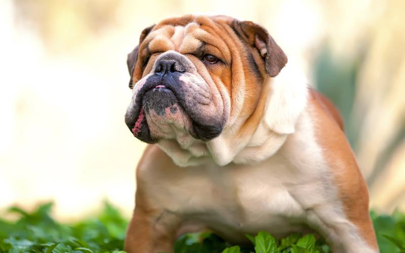 Top 50 Most Popular Dog Breeds