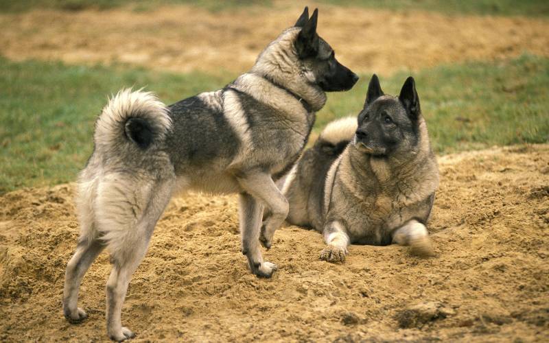 Norwegian Elkhound Top 50 Most Popular Dog Breeds