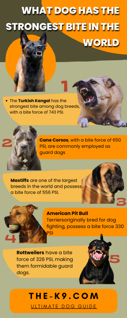 What dog has the strongest bite in the world Infographic