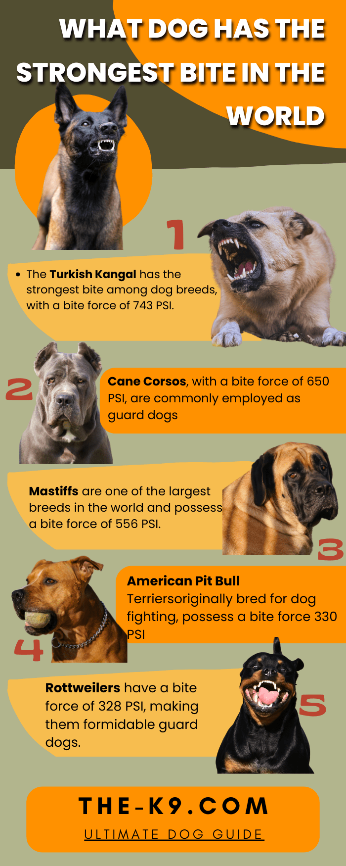 What Dog Has the Strongest Bite in the world