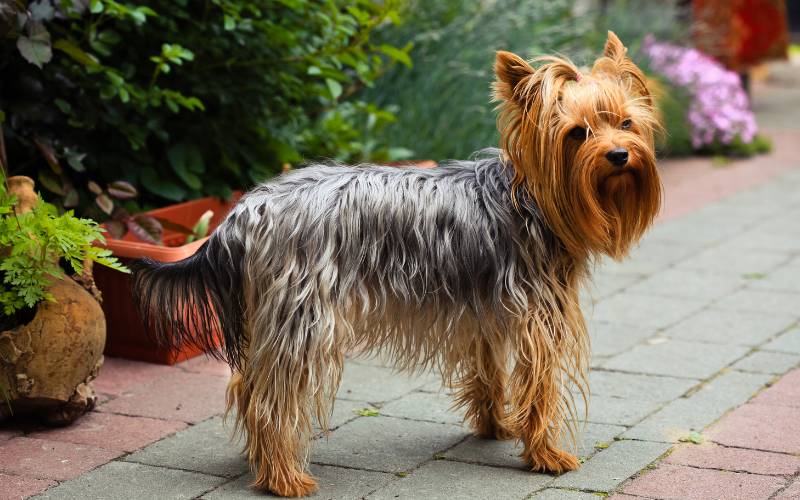 Yorkshire Terrier Top 50 Most Popular Dog Breeds