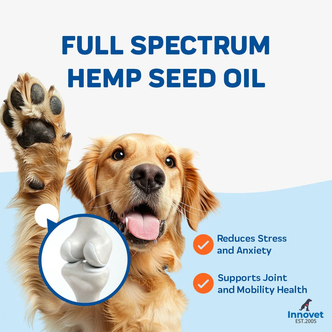 CBD Oil for Dogs