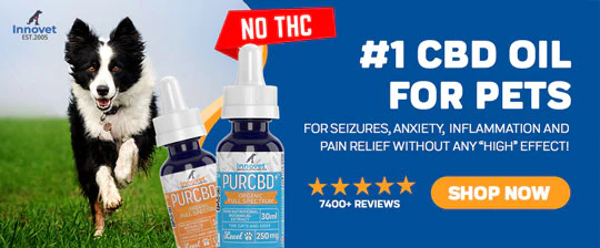 cbd for dogs