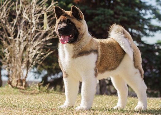 American Akita