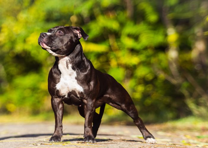 Types of Pit Bull Dog Breeds