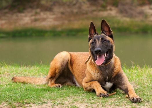 best guard dog Belgian Malinois 