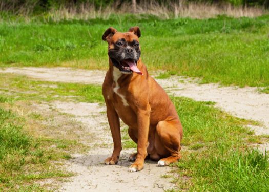 Boxer dog