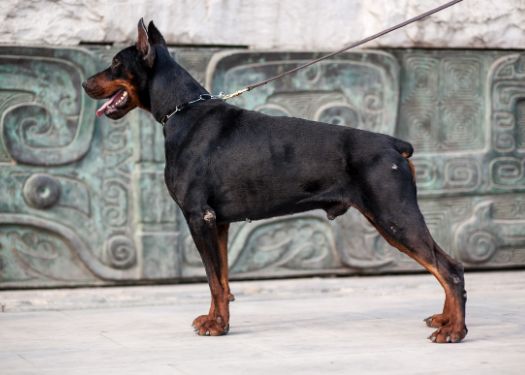 Doberman-Pinscher