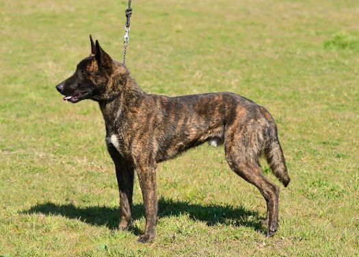 Dutch Shepherd best guard dog