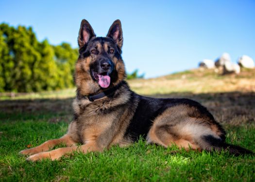 German Shepherd