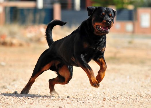 Rottweiler