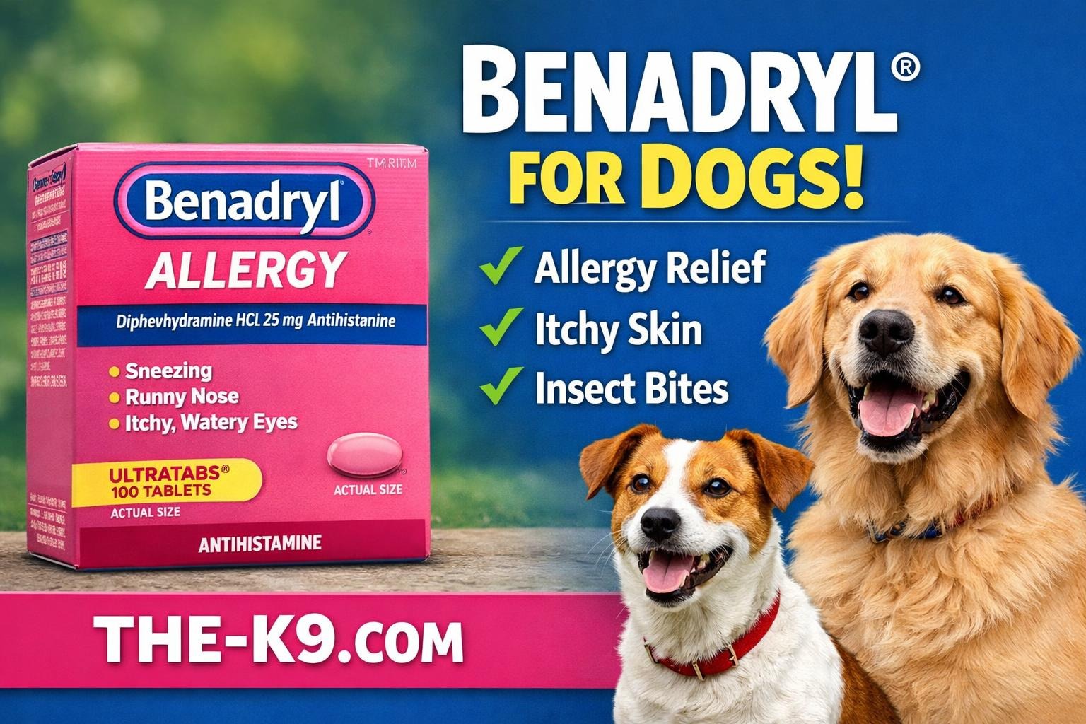Picture of How much benadryl can i give to my dog: Vet-Approved Guide