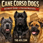 Cane Corso Dogs: Ultimate Guide to Italian Mastiff