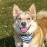 Israel's Canaan Dog